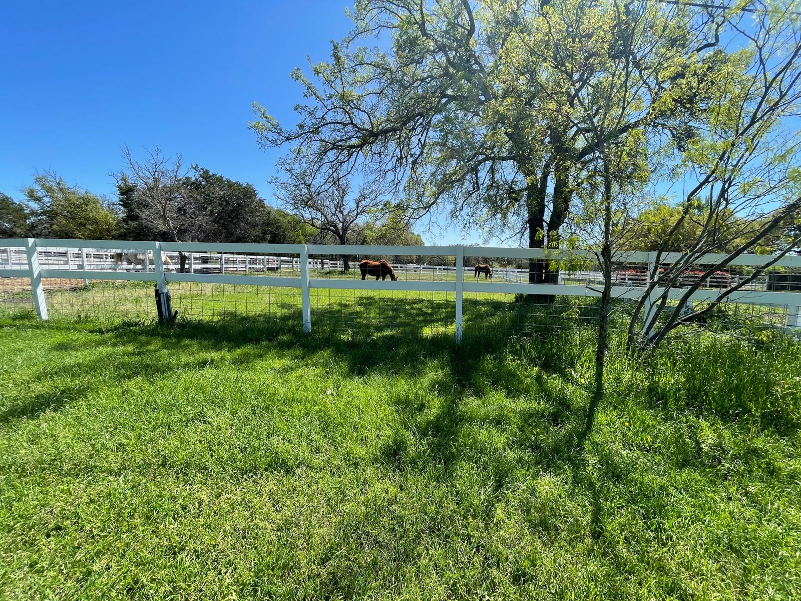 Pasture with horses