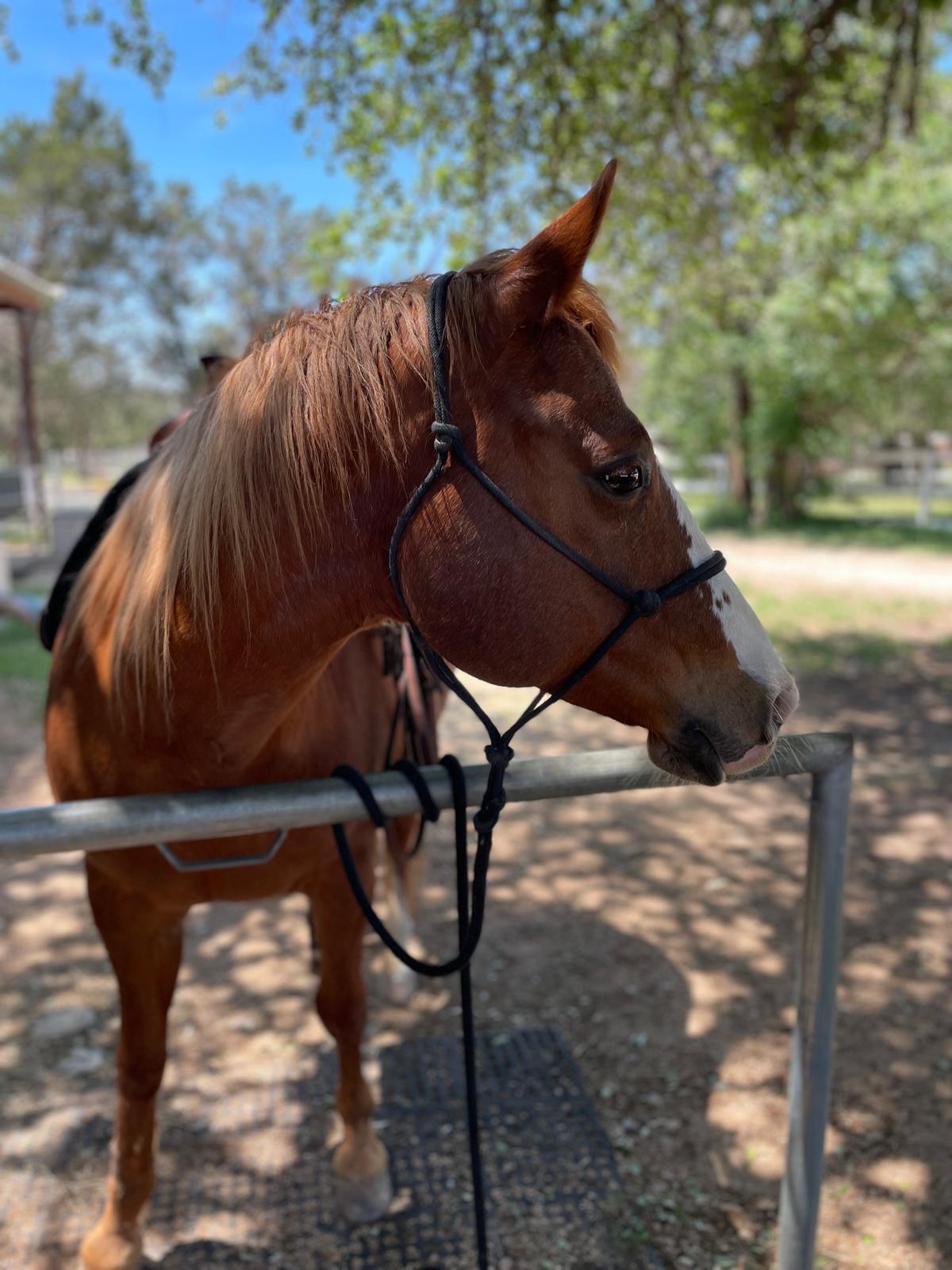 Horse up close