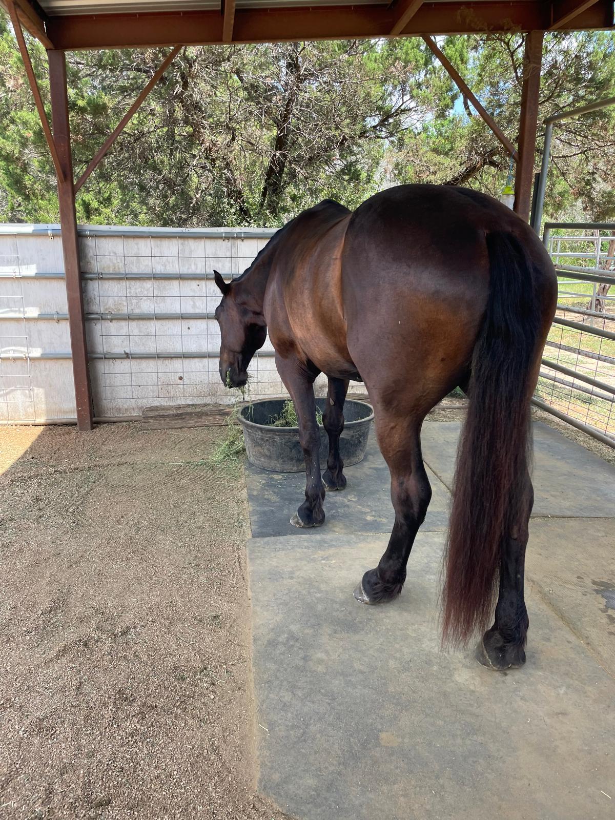 Horse
